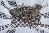 Ini 5 Jenis Lobster Unggulan yang Super Enak