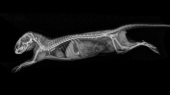 Hean mamalia armadillo. (Foto: Boredpanda)