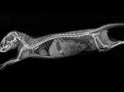 Potret Hewan Dalam Sinar X yang Mengejutkan