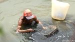 Kisah Para Pencari Cacing Sutra, Memancing Rezeki di Kali Ibukota