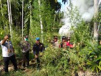 Aparat Musnahkan Ganja dengan Cara Dibakar, Apa Tidak Bikin Mabuk?