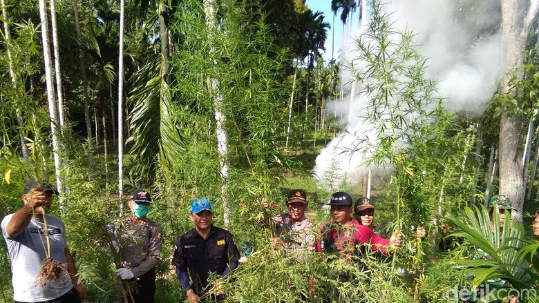 BNN Musnahkan 13,5 Hektare Ladang Ganja di Aceh BNN Musnahkan 13,5 Hektare Ladang Ganja di Aceh