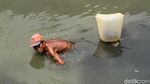 Kisah Para Pencari Cacing Sutra, Memancing Rezeki di Kali Ibukota