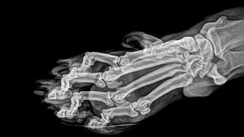 Bagian kaki harimau. (Foto: Oregon Zoo)