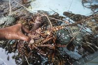 Ini 5 Jenis Lobster Unggulan yang Super Enak