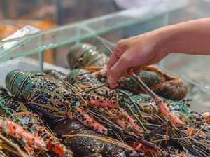 Benih Lobster Sering Diselundupkan karena Budi Dayanya Lama