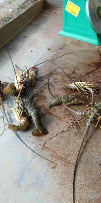 Ini 5 Jenis Lobster Unggulan yang Super Enak