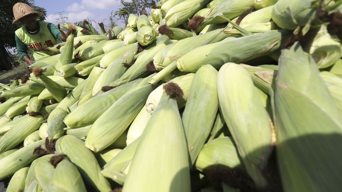 Panen Jagung Serentak, Kementan: Stok Melimpah dan Surplus