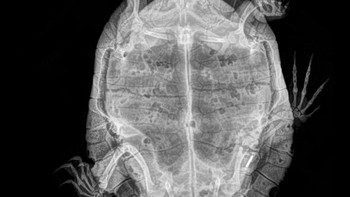 Penyu. (Foto: Oregon Zoo)