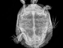 Potret Hewan Dalam Sinar X yang Mengejutkan