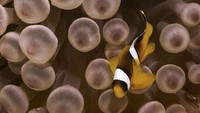 Kawasan taman nasional ini luasnya 480 km persegi. Luas ini terbagi dari daratan 135 km persegi dan 345 km persegi. Ada sekitar 1.000 jenis ikan di sini. (AFP PHOTO/EMILY IRVING-SWIFT)