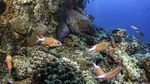 Foto: Surga Bawah Laut Mesir, Taman Nasional Ras Mohammad