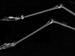 Potret Hewan Dalam Sinar X yang Mengejutkan