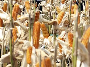 Soal Surplus Jagung, Kementan: Hitung dari Neraca Ekspor-Impor