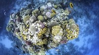 Kawasan taman nasional ini luasnya 480 km persegi. Luas ini terbagi dari daratan 135 km persegi dan 345 km persegi. Ada sekitar 1.000 jenis ikan di sini. (AFP PHOTO/EMILY IRVING-SWIFT)6Di dalam lautannya ada sekitar 220 jenis terumbu karang. Kebanyakan adalah seafan dan hermatypic. (AFP PHOTO/EMILY IRVING-SWIFT)7Saking cantik dan beningnya, kamu bisa melihat keindahan lautnya dari permukaan. Benar-benar sebening kaca! (AFP PHOTO/EMILY IRVING-SWIFT)8Traveler yang suka dengan wreck bisa menyelam ke beberapa titik, yaitu area South Bereika, Marsa Ghozlani, Old Quay, dan Shark Observatory. Di titik-titik ini ada bangkai kapal SS Thistlegorm. (AFP PHOTO/EMILY IRVING-SWIFT)