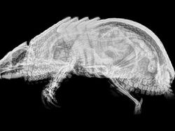 Potret Hewan Dalam Sinar X yang Mengejutkan