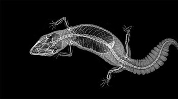 Hewan melata gecko yang sejenis dengan tokek. (Foto: Oregon Zoo)