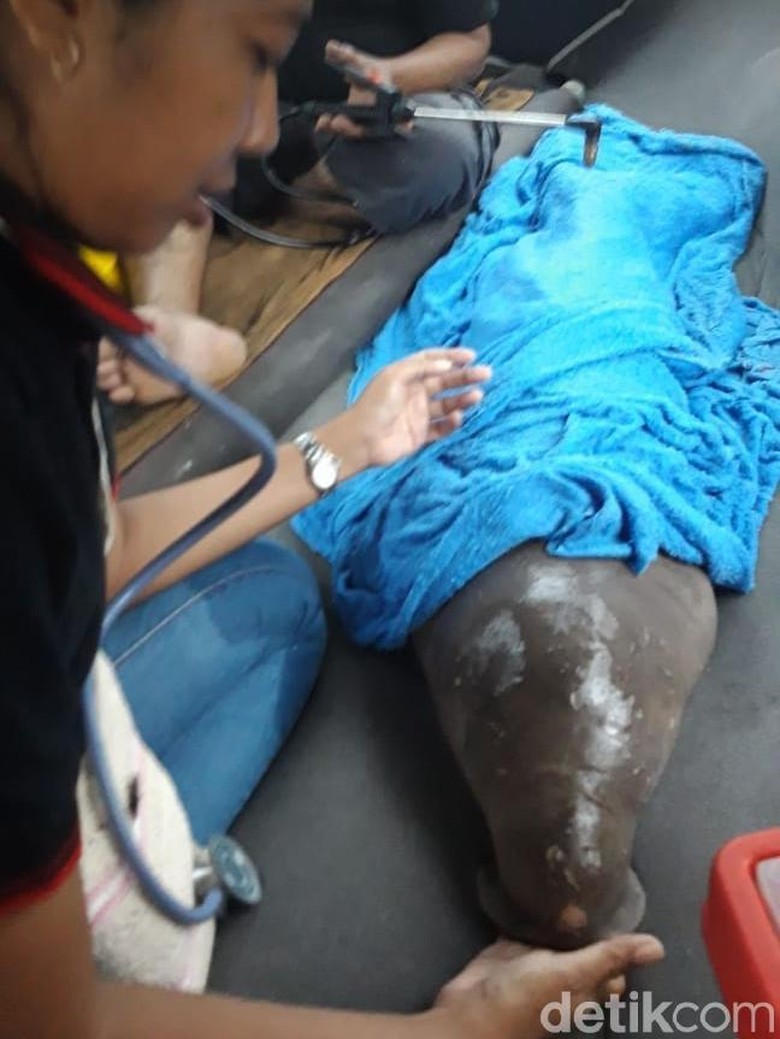 Bayi Dugong Terjerat Jaring Nelayan di Tanjung Lesung Banten Bayi Dugong Terjerat Jaring Nelayan di Tanjung Lesung Banten