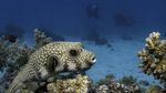 Foto: Surga Bawah Laut Mesir, Taman Nasional Ras Mohammad