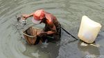 Kisah Para Pencari Cacing Sutra, Memancing Rezeki di Kali Ibukota