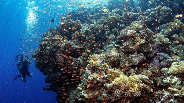 Foto: Surga Bawah Laut Mesir, Taman Nasional Ras Mohammad
