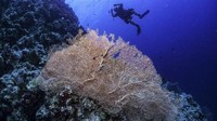 Di dalam lautannya ada sekitar 220 jenis terumbu karang. Kebanyakan adalah seafan dan hermatypic. (AFP PHOTO/EMILY IRVING-SWIFT)