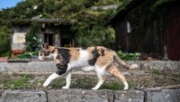Tumbuh suburnya kucing liar di Pulau Aoshima ini pun menjadi daya tarik bagi orang-orang yang penasaran dan ingin melihat langsung Pulau Kucing tersebut sehingga tak heran Pulau Kucing menjadi destinasi pariwisata andalan Pulau Aoshima. Carl Court/Getty Images.