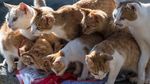 Berkunjung ke Pulau Kucing di Jepang