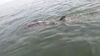 Biasa petugas kita sedang ada di laut, terus mereka lihat ada hiu, terus mereka ikuti dan abadikan dengan HP, kata Bupati Kepulauan Seribu Husein Murad lewat pesan singkat, Sabtu (27/10/2018). (Foto: Instagram Sudin LH Kepulauan Seribu)