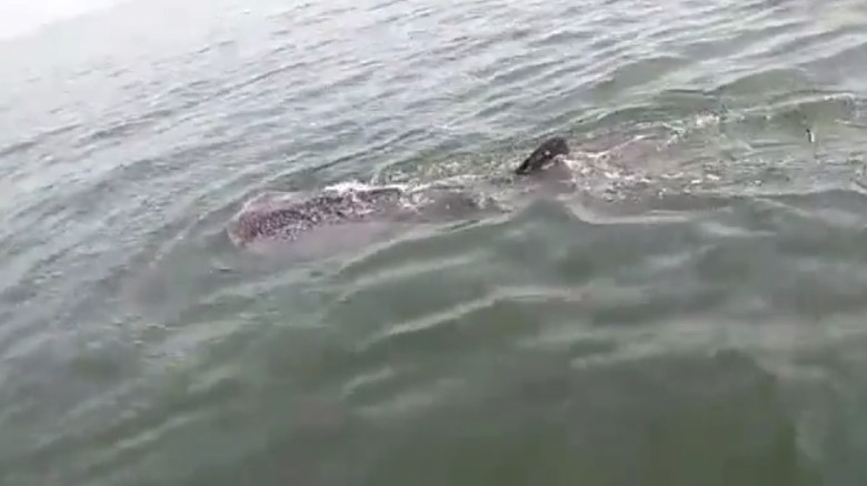 Hiu Paus Muncul Lagi di Kepulauan Seribu Hiu Paus Muncul Lagi di Kepulauan Seribu