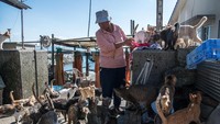 Kebanyakan penduduk yang tinggal di Pulau Aoshima pun bekerja sebagai nelayan. Carl Court/Getty Images.