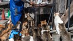Berkunjung ke Pulau Kucing di Jepang