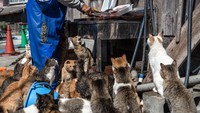Seorang penduduk mempersiapkan ikan segar untuk diberikan kepada para kucing di Pulau Aoshima. Carl Court/Getty Images.