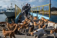 (Carl Court/Getty Images)