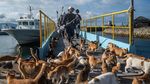 Berkunjung ke Pulau Kucing di Jepang