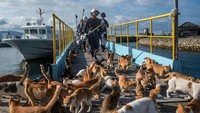 Saking banyaknya kucing, jumlah penduduk manusia di pulau itu diketahui tak lebih dari 20 orang dengan usia antara 50 dan 80 tahun. Carl Court/Getty Images.