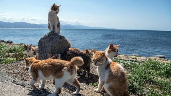 Berkunjung ke Pulau Kucing di Jepang