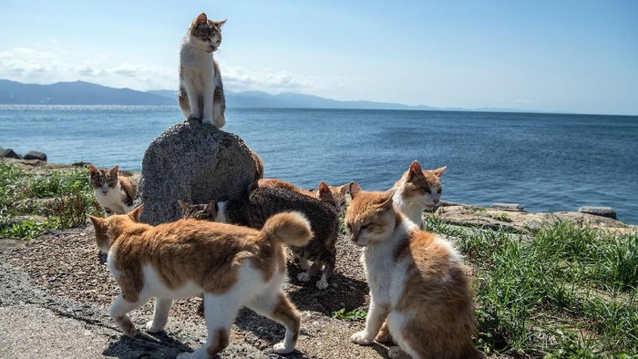 Gemas Banget, Pulau Ini Dihuni Ratusan Kucing