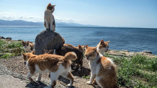 Sebuah pulau di Jepang dikenal sebagai surganya para pecinta kucing. Pulau itu pun lebih dikenal dengan sebutan Pulau Kucing dibanding nama aslinya. Penasaran?