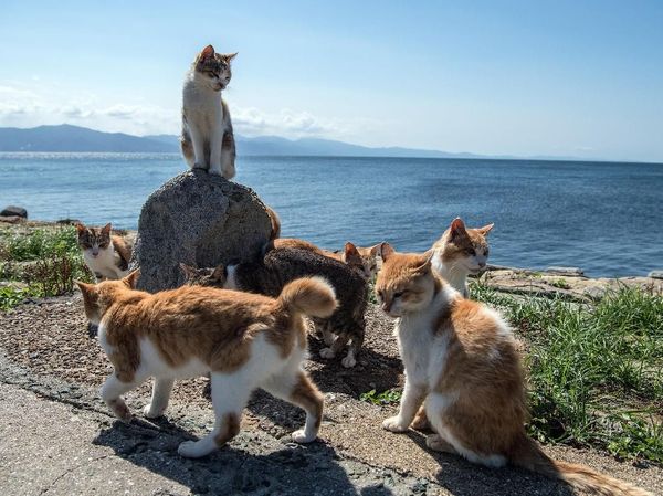Berkunjung ke Pulau Kucing di Jepang