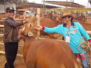 Dalam 2 Tahun, Pedet Hasil Inseminasi Catat Nilai Tambah Rp 17 T