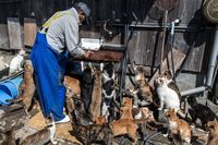 (Carl Court/Getty Images)