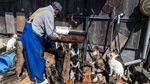 Berkunjung ke Pulau Kucing di Jepang