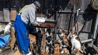Suburnya perkembangbiakan kucing di Pulau Aoshima bukan tanpa alasan. Budaya dan tradisi warga Jepang yang menganggap kucing sebagai pembawa keburuntungan membawa peran atas meningkatnya jumlah kucing di pulau tersebut. Carl Court/Getty Images.