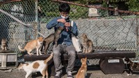 Sejumlah kucing menghampiri wisatawan yang berkunjung ke Pulau Aoshima. Carl Court/Getty Images.