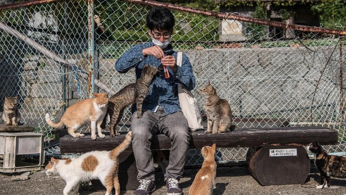 Sebuah pulau di Jepang dikenal sebagai surganya para pecinta kucing. Pulau itu pun lebih dikenal dengan sebutan Pulau Kucing dibanding nama aslinya. Penasaran?