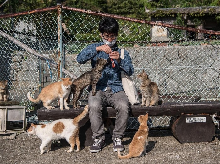 Sebuah pulau di Jepang dikenal sebagai surganya para pecinta kucing. Pulau itu pun lebih dikenal dengan sebutan Pulau Kucing dibanding nama aslinya. Penasaran?