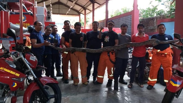 Ular Piton 2,5 Meter Kagetkan Warga di Pisangan Timur Jaktim