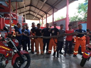 Ular Piton 2,5 Meter Kagetkan Warga di Pisangan Timur Jaktim
