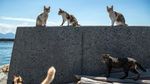 Berkunjung ke Pulau Kucing di Jepang